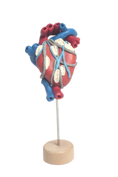 Анатомія Людського Серця Ізольовано Білому Тлі — стокове фото