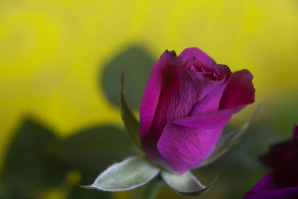 Schöne Rosa Rose Auf Gelbem Hintergrund — Stockfoto