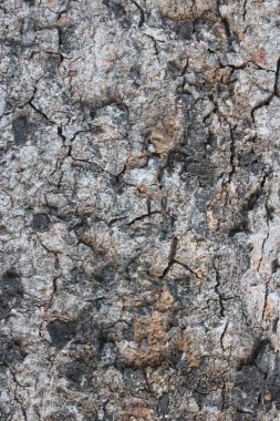 Koyu kahverengi zemin kabuk. Doğa