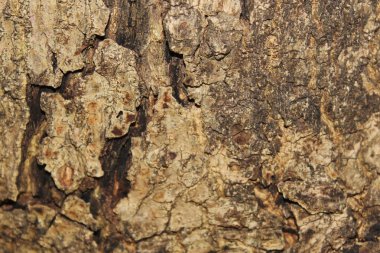 Koyu kahverengi zemin kabuk. Doğa