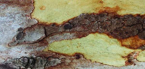 Bild Eucalyptus Bark Textur Bakgrund — Stockfoto