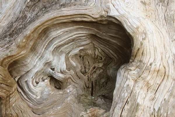 Wood Texture Old Tree Stump Roots Wavy Lines Image Bark — Stock Photo, Image