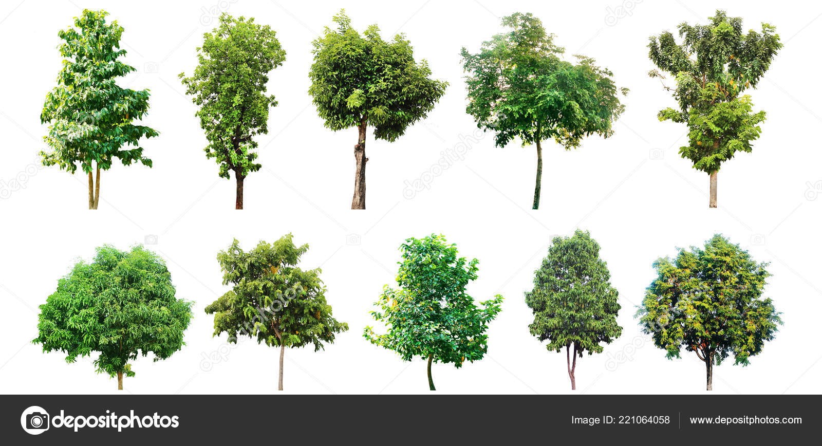 Trees White Background Collection Trees Nature Stock Photo by  ©areegraphic@ 221064058