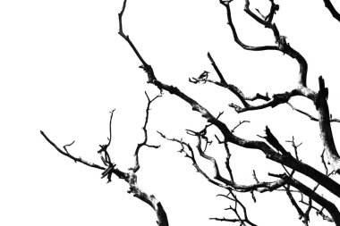 Arka plan beyaz arka plan üzerinde ağaç dalları soyut