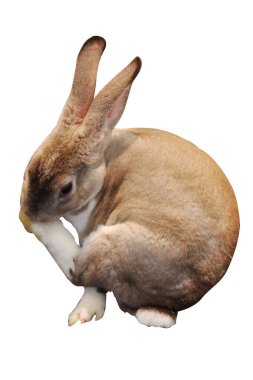 Beyaz arka plan üzerinde izole kahverengi tavşan