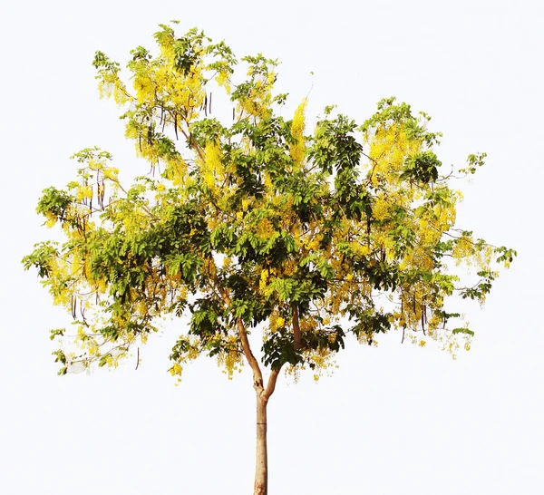 Cassia Fistule Arbre Arbre Douche Doré Fabaceae Caesalpinioideae Plante Isolé — Photo