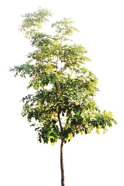 Arbres Isolés Vert Sur Fond Blanc — Photo