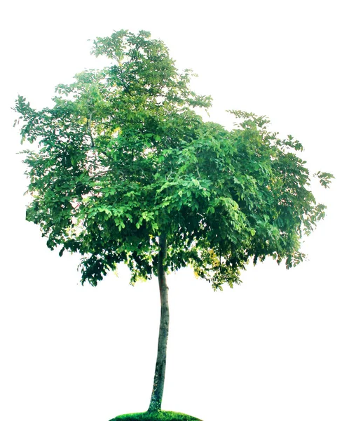 Arbres Isolés Vert Sur Fond Blanc — Photo