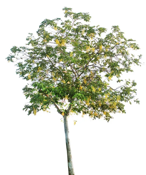 İzole ağaçlar beyaz zemin üzerine yeşil