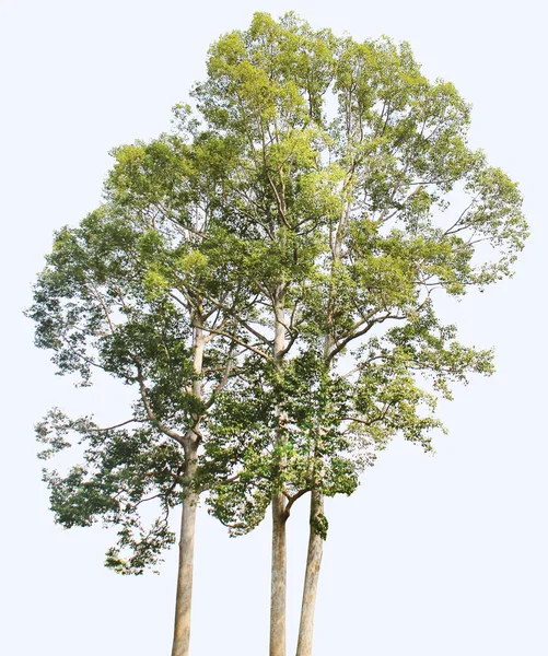 Дерево Ізольоване Білому Тлі Високою Роздільною Здатністю — стокове фото