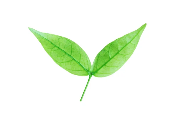 Zöld Levél Elszigetelt Fehér Háttér Vágógörbét Víz Jasmine Leaf Közelről — Stock Fotó