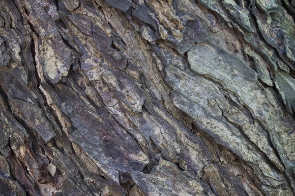 Φλοιό Του Ένα Δέντρο Ελιάς Φύση Φωτογραφία — Φωτογραφία Αρχείου