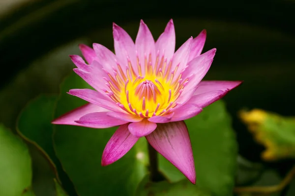Lotus in purple color has just bloom. nature pink flower purple lotus