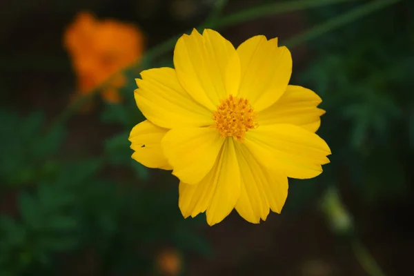 코스모스 Sulphureus 꽃입니다 — 스톡 사진