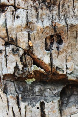 Hindistan cevizi mayo arka plan doku