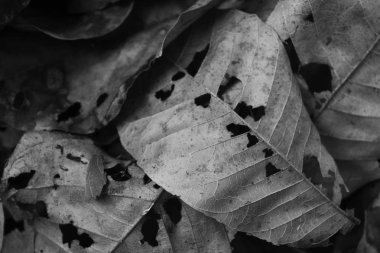 Kuru yaprak: beyaz ve siyah fotoğraf doku arka plan.