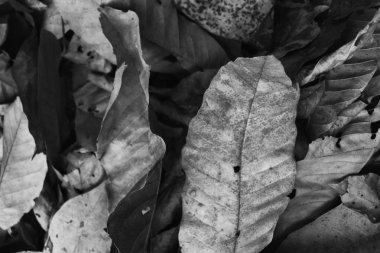 Kuru yaprak: beyaz ve siyah fotoğraf doku arka plan.