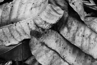 Kuru yaprak: beyaz ve siyah fotoğraf doku arka plan.