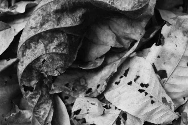 Leaves Dry leaf White and black photo texture background.