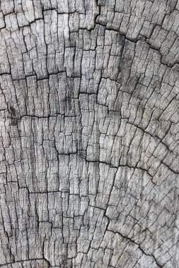 Eski kütük doku arka plan. Doğa. Fotoğraf