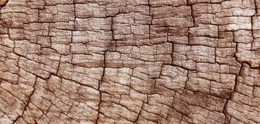 Eski kütük doku arka plan. Doğa. Fotoğraf