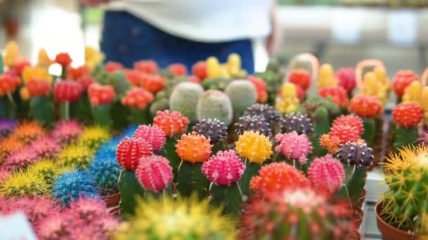 En ung kvinna väljer kaktusar i en blomsteraffär. — Stockvideo