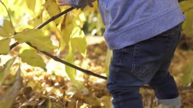 Sonbahar parkında ağacın yanında küçük şirin bir bebek oynanıyor. Düşen sarı yaprakların üzerinde durup kameraya gülümsüyor. Yaklaşın, ağır çekim..