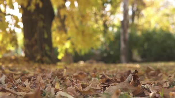 Background, autumn park in the afternoon, foliage, golden time, beautiful colorful leaves — Stock Video