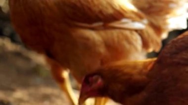 İki Kahverengi Tavuk Toprak Kapanışı