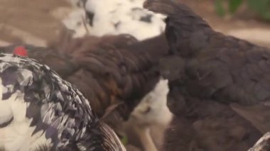 Benekli Tavuklar ve Kırmızı Tavuklar Ahır Kapanışında