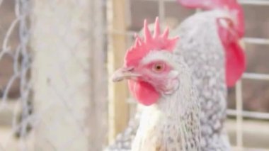 Çiftlik Kooperatifinde Kırmızı Taraklı Benekli Tavuk