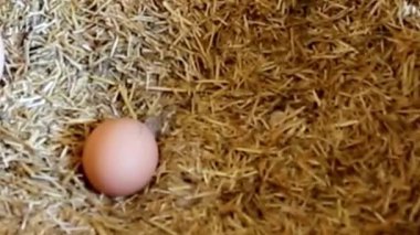Çiftlik Taze Tavuk Yumurtası Hasır Yuvası Kapanışı