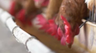 Çiftlikteki Oluktaki Tavuklar Besleniyor