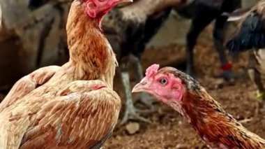 Çiftlik Arazisinde Karşılaşan İki Tavuk