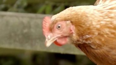 Kızıl Tarak, Çiftlik Kapanışı ile Buff Hattı Profili