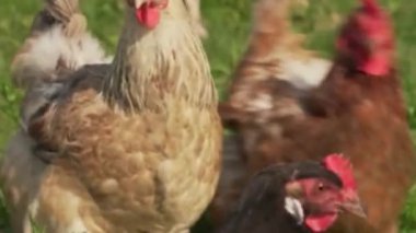 Güneş Işığı Çayırında Yeşillik Özgür Tavuklar