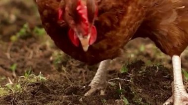 Kahverengi Tavuklar Toprak Avlama ve Gagalama Kapanışı