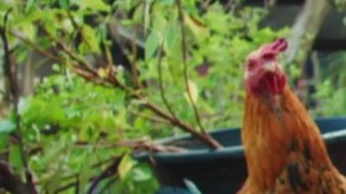 Bahçede Kırmızı Taraklı Altın Tavuklar