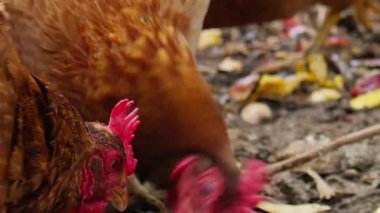Kahverengi Pen Pecking Food On Ground Closeup