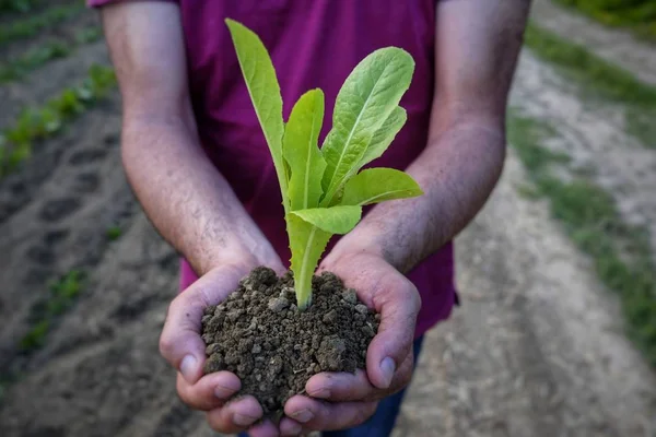 farmer with seedling in hand