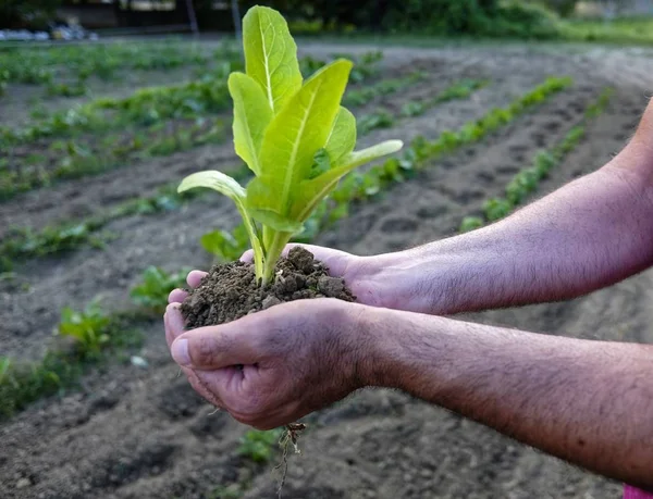 farmer with seedling in hand