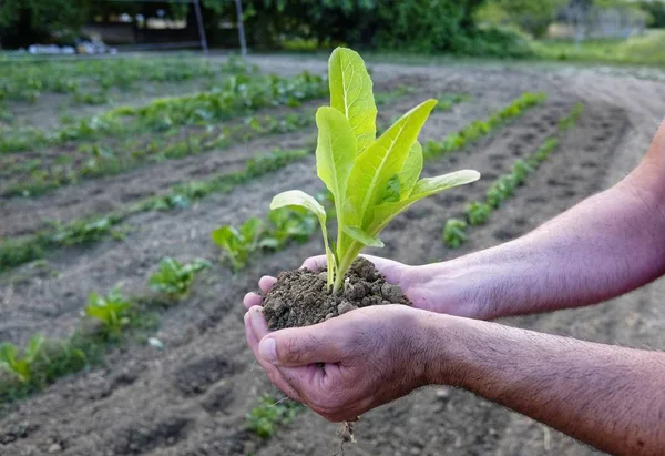 farmer with seedling in hand