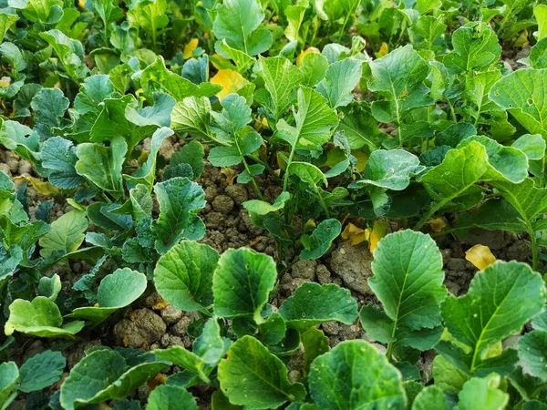 Concime Verde Abruzzo — Foto Stock