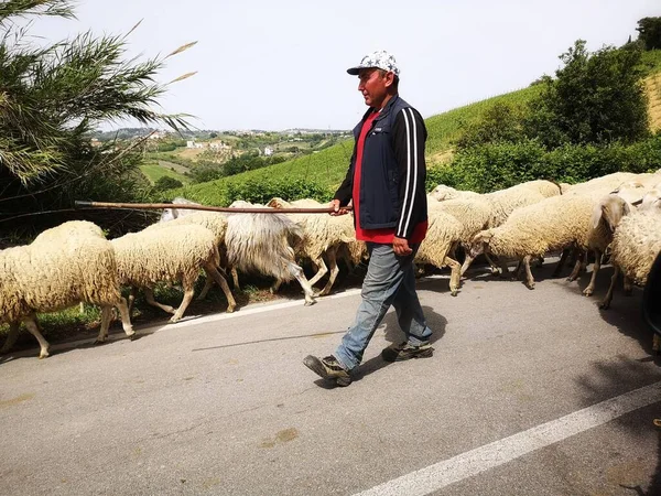 15 / 05 / 2020 Çoban ve cemaati Spoltore, İtalya 'da sokaktalar.