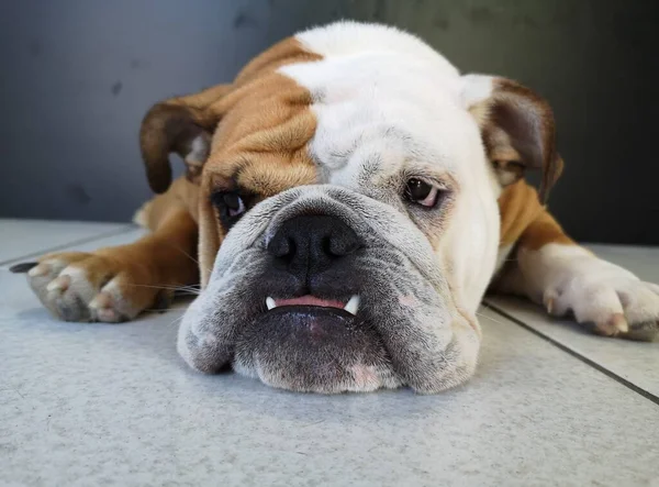 Buldog 'un şirin yakın çekimi.