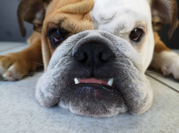 Bonito Closeup Touro Cão — Fotografia de Stock