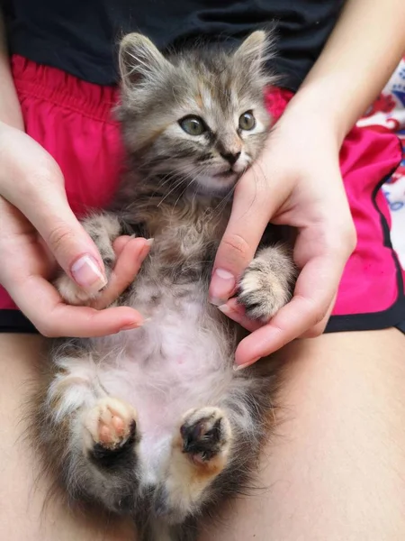 Entzückendes Kätzchen Auf Den Beinen Eines Mädchens — Stockfoto