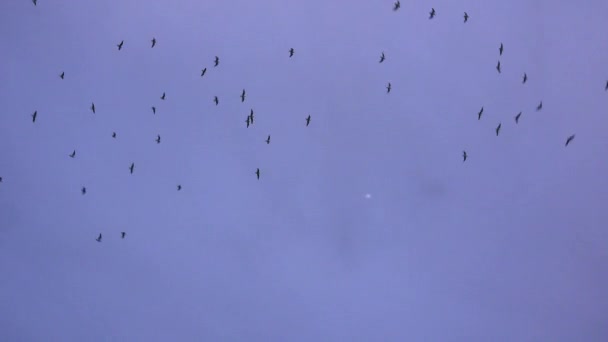 Manada Espeluznante Cuervos Volando Cantando Con Cielo Nocturno Púrpura Nublado — Vídeo de stock