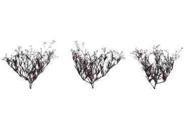 Çim çimen çiçek beyaz zemin kırpma yolu