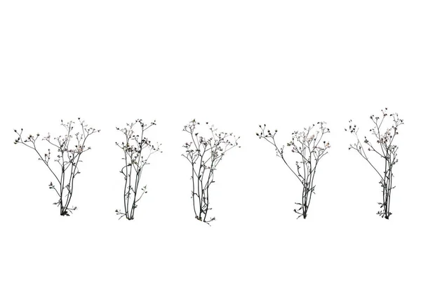 Трава Квіти Білий Фон Відсікаючий Контур — стокове фото